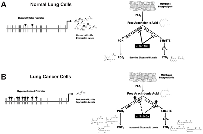 miR-146a negatively regulates both the prostaglandin and leukotriene arms of the arachidonic acid metabolic pathway.