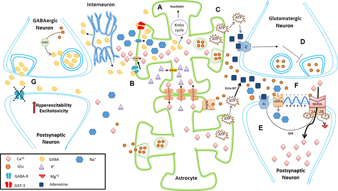 Schematic representation of excitatory and inhibitory effects of astrocytes.