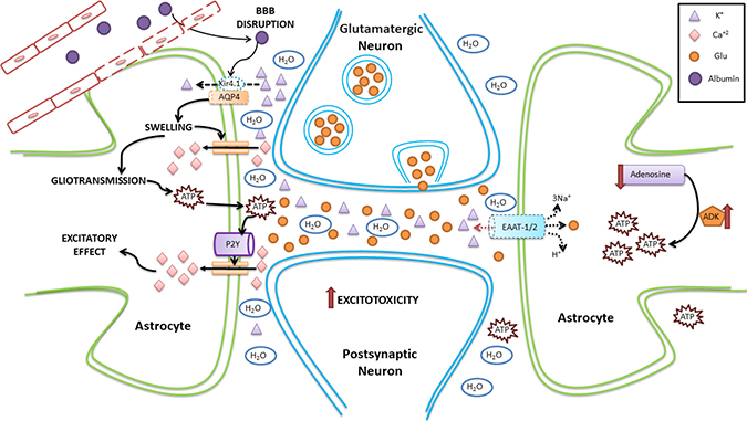 Schematic representation of homeostatic changes in SE involving astrocytes.