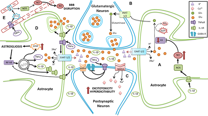 Schematic representation of neuroinflammation in SE involving astrocytes.