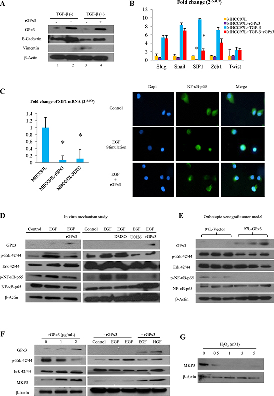 Potential mechanism for tumor suppressive activity of GPx3.