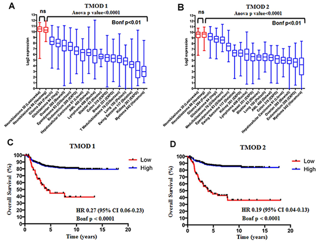 TMOD1 and TMOD2 genes are more expressed in neuroblastoma than in other tumors types and their high expression levels correlate with a good overall survival.