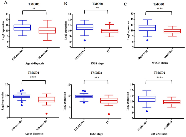 TMOD1 and TMOD2 expression levels correlate with favorable clinical and molecular characteristics.