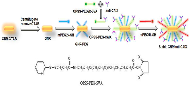 Preparation of hypoxia-targeted GNRs.