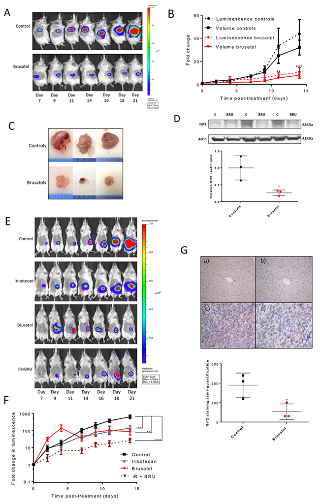 The effects of Nrf2 modulation on tumour growth in vivo.