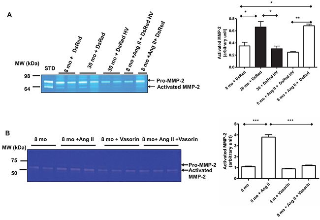 The Ang II associated MMP-2 activation with aging mediated by vasorin.