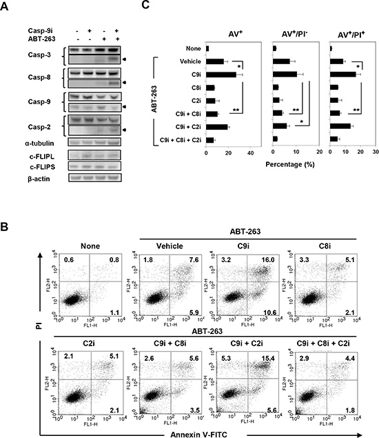 Analysis of caspase-8-dependent ABT-263-induced apoptosis of PC3 cells under caspase-9 inhibition.