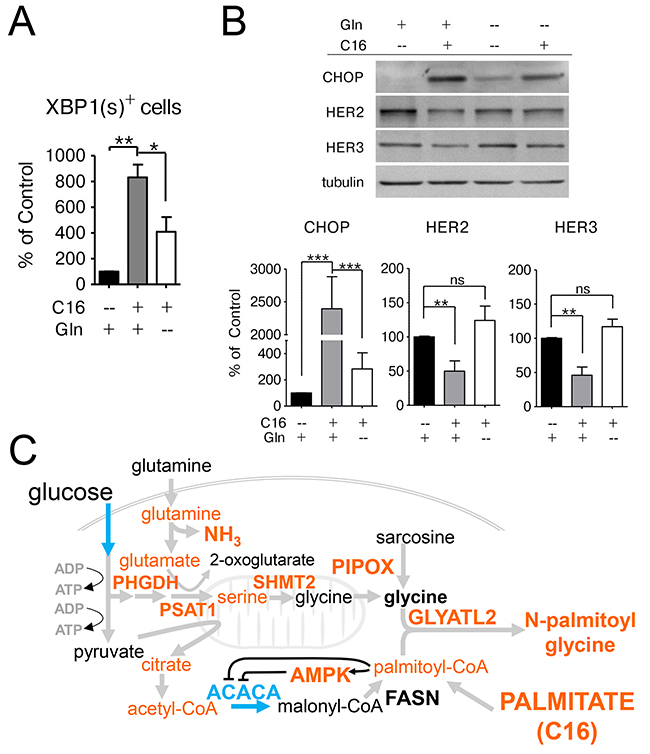 Glutamine supplementation exacerbates the lipotoxic effects of palmitate in HER2/neu-positive SKBR3 cells.