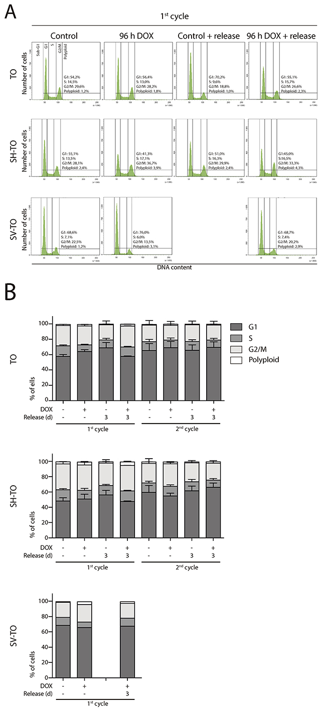 Absence of cell cycle profile disturbances after long TRF2&Delta;B&Delta;M expression periods.