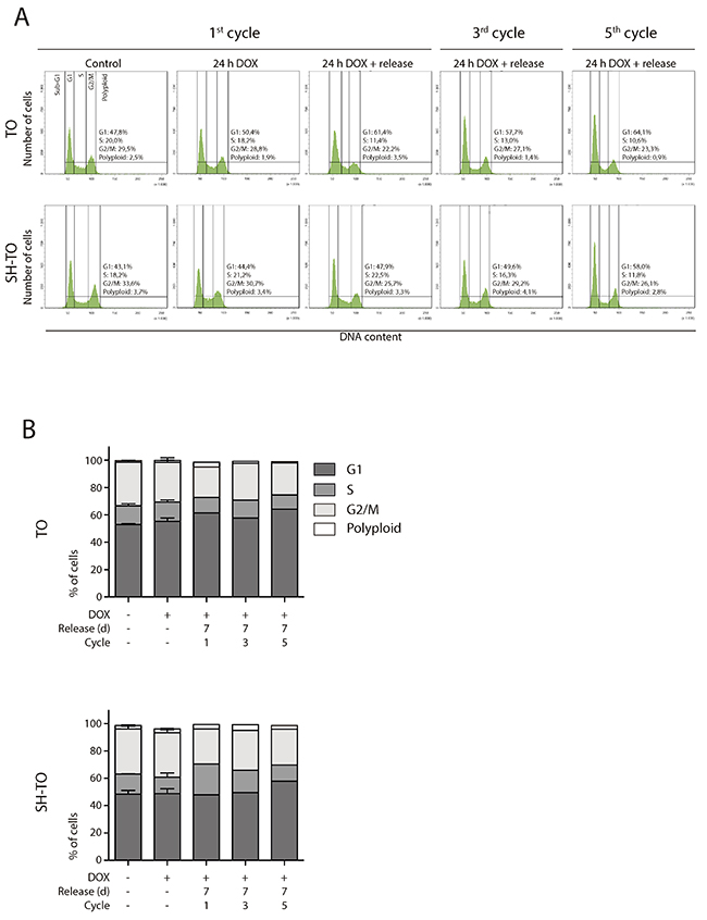 Short TRF2&Delta;B&Delta;M expression periods did not alter the cell cycle profile.