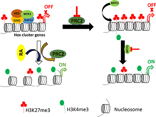 Proposed model for the regulatory role of PRC2 in undifferentiated and differentiated F9 cells.