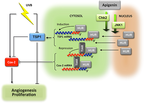 Schema of the anti-angiogenic cascade induced by apigenin in the UVB-irradiated skin.