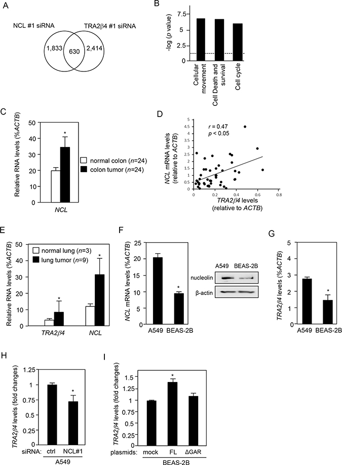 Nucleolin