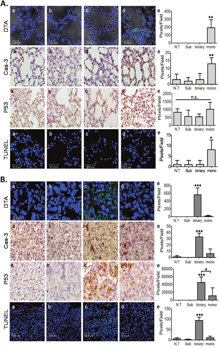 IHC analyses of mice lungs.