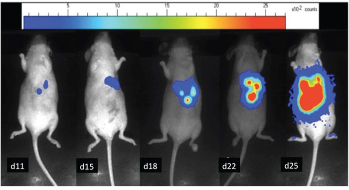 In-vivo bioluminescence images of a mouse bearing LS174 Luc+ liver metastases.