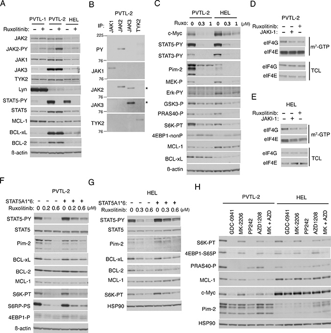 Down stream signaling mechanisms from JAK2-V617F in PVTL-2 and HEL cells.