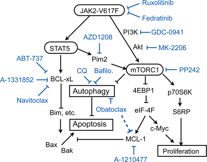A schematic model of intracellular signaling mechanisms by which JAK2-V617F regulates proliferation, autophagy, and apoptosis in leukemic cells and their inhibition by various small molecule inhibitors.