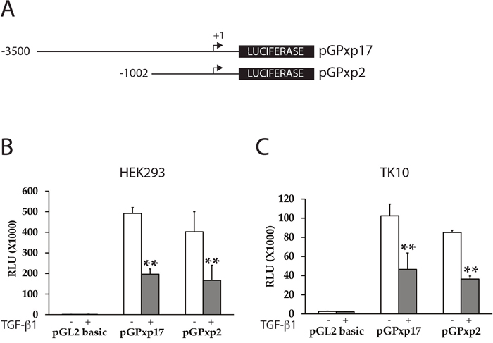 TGF-&beta;1 treatment suppresses PAX2 promoter activity in CC-RCC cell lines.