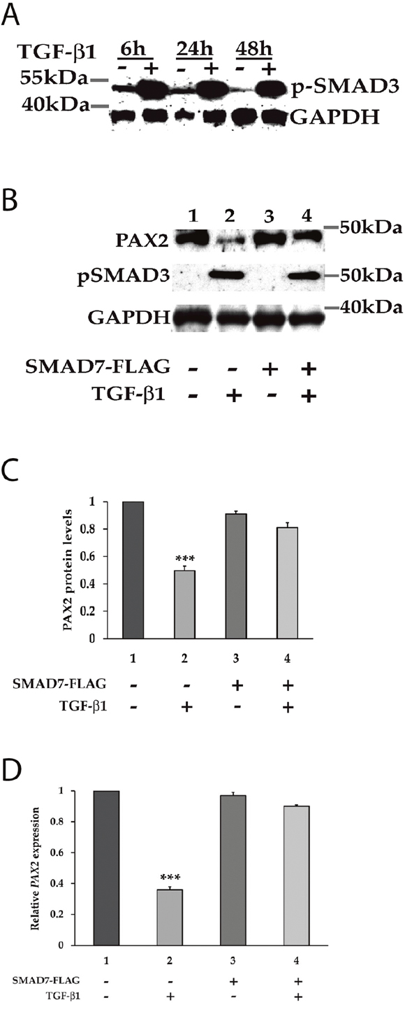 The canonical SMAD signalling pathway is involved in the regulation of PAX2 by TGF-&beta;1 in 786-O cells.