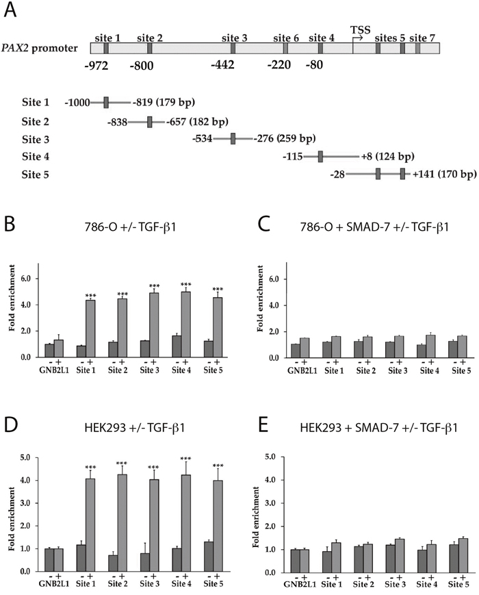 The binding of SMAD3 to the PAX2 promoter in response to TGF-&beta;1 treatment is inhibited in the presence of SMAD7 overexpression.