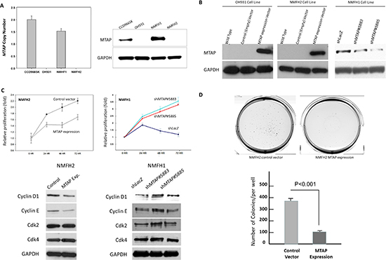 In vitro growth-inhibiting function of MTAP linked to downregulated cyclin D1.