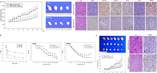 In vivo tumor suppressive function of MTAP and the inhibition of L-alanosine in MTAP-deficient myxofibrosarcoma.