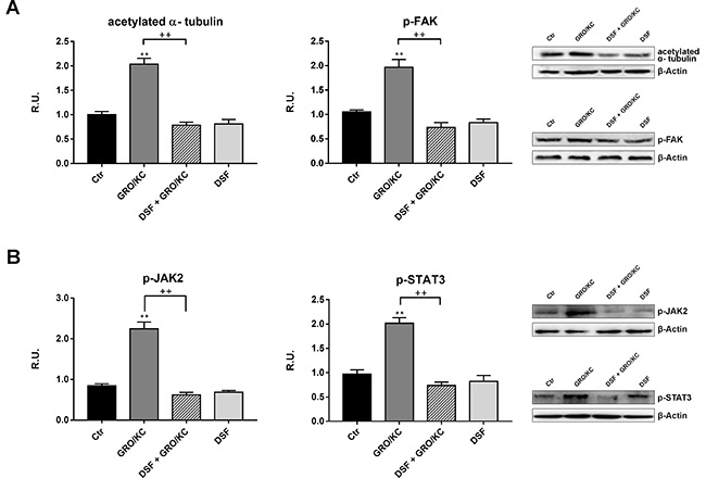 The previous parameters were re-assayed in the presence of GRO/KC in place of Paclitaxel.