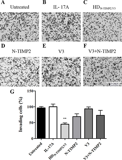 The inhibitory effect of HDN-TIMP2,V3, versus mono-specific controls, on the invasiveness of MDA-MB-231 cells.