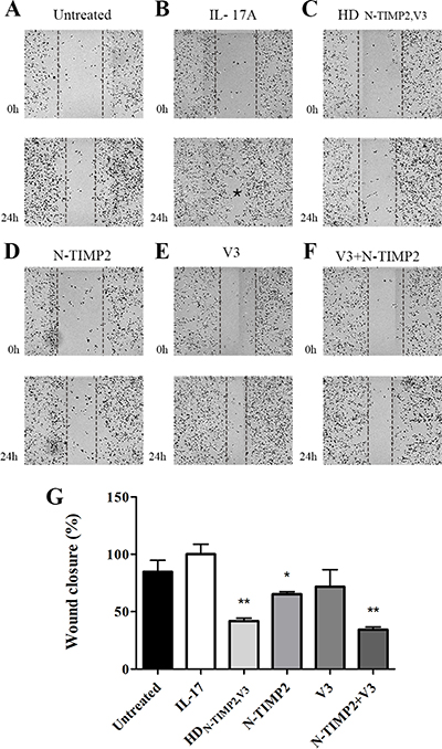 The inhibitory effect of HDN-TIMP2,V3, versus mono-specific controls, on the migration of MDA-MB-231 cells in a scratch assay.