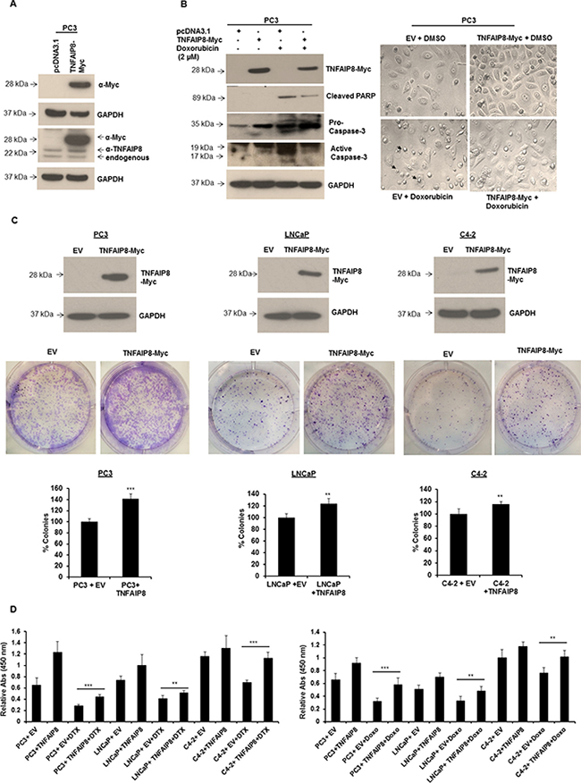 TNFAIP8 promotes cell colony formation and cell proliferation in prostate cancer cells.