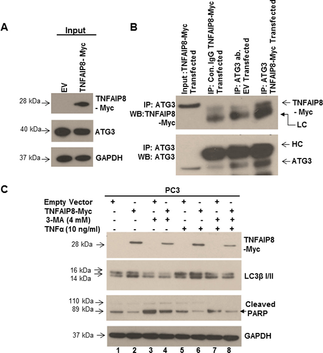 TNFAIP8 interacts with ATG3, induces autophagy, and inhibits apoptosis.