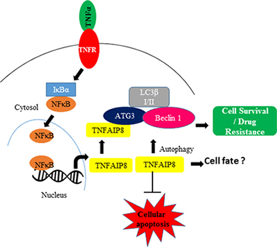 The involvement of the TNFAIP8 protein in autophagy.