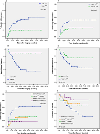 Kaplan–Meier curves of overall survival (OS) and time to recurrence (TTR) of patients with high or low peritumoral NRP-1 and VEGFR-2 expression.