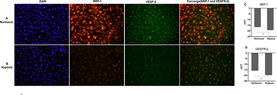 Hypoxia suppressed the expression of NRP-1 and VEGFR-2 in hepatic cells L02.