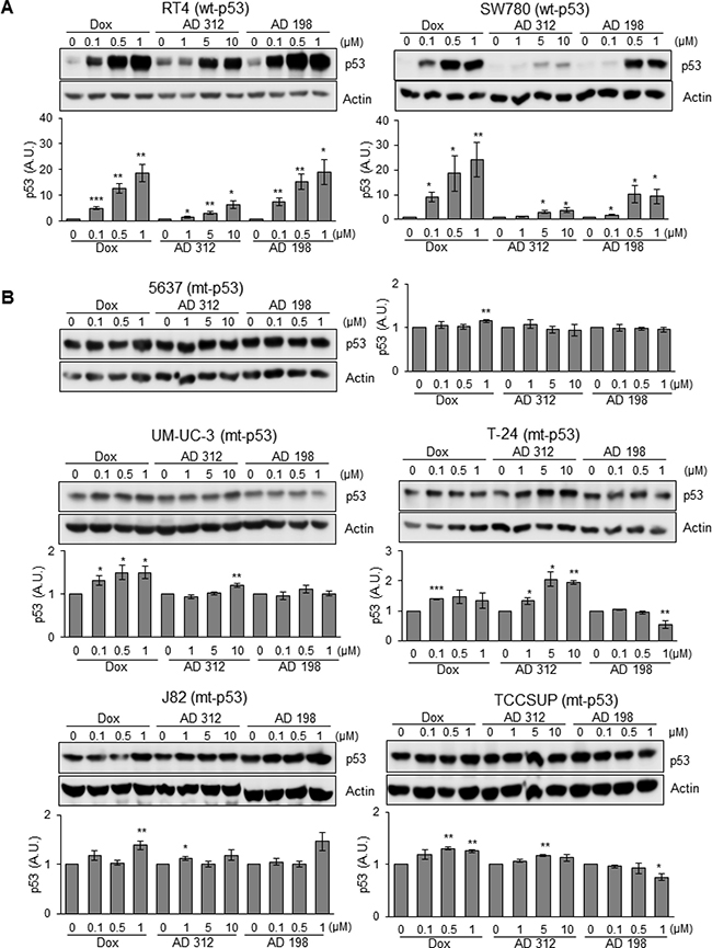 Dox, AD 312, and AD 198 treatments increased p53 protein expression in wt-p53 bladder TCC cells.