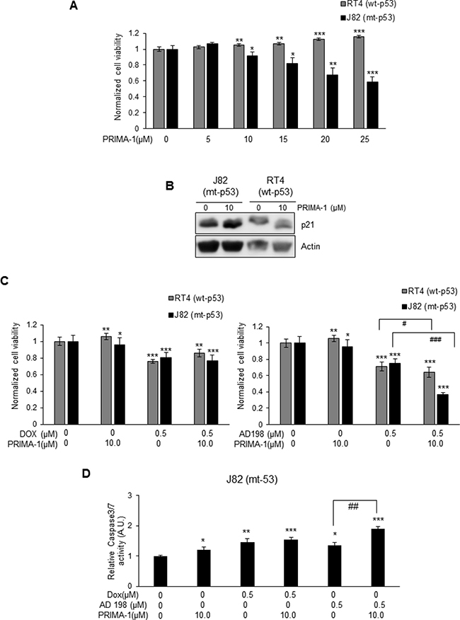 PRIMA-1 sensitized mt-p53 J82, but not wt-p53 RT4 cells to AD 198 treatment.