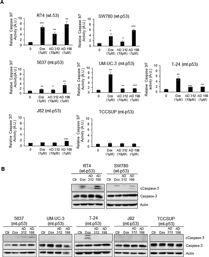 Dox, AD 312, and AD 198 treatments increased caspase-3/7 activity and cleaved caspase-3 protein expression in wt-p53 bladder TCC cells.