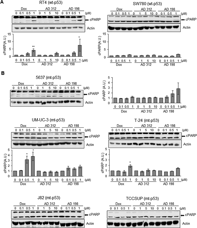 Dox, AD 312, and AD 198 treatments increased cleaved PARP (cPARP) in wt-p53 bladder TCC cells.