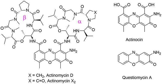 Structures of Actinomycin D, Actinomycin X2, Actinocin and Questiomycin A.