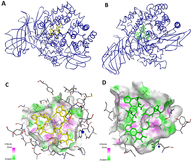 Modeled mode of binding for Actinomycin D and Actinomycin X2 to human alanine aminopeptidase (pdb code: 4FYT) [76].