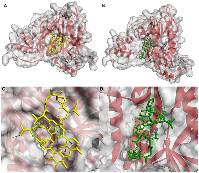 Modeled mode of binding for Actinomycin D and Actinomycin X2 to human methionine aminopeptidase (pdb code: 5D6E) [77].