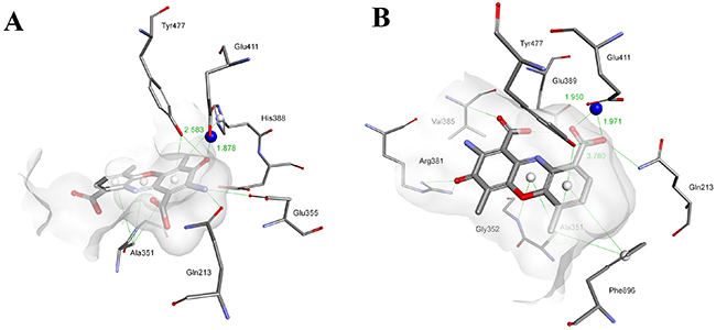 Modeled modes of binding for Actinocin to human alanine aminopeptidase.