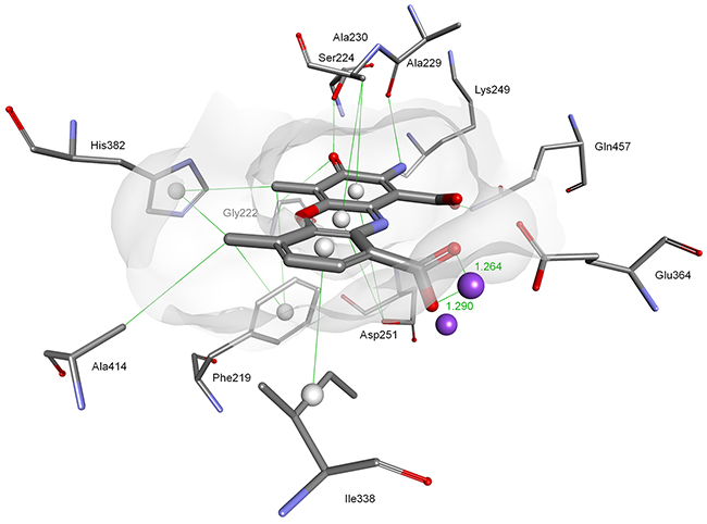 Modeled mode of binding for Actinocin to human methionine aminopeptidase 2.