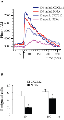 CXCL12 and N33A exhibit different potency in G protein-dependent functions in Jurkat cells.