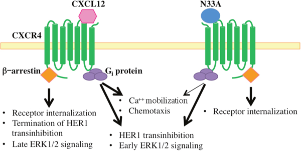 Schematic representation of intracellular signals triggered by CXCL12 and N33A.