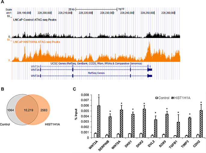 ATAC-seq analysis identified enhanced open chromatin regions in the presence of HIST1H1A.