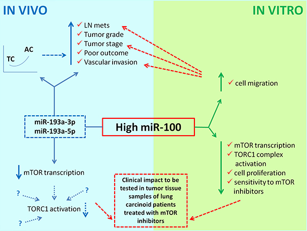 Schematic diagram illustrating the overall results of the present study.