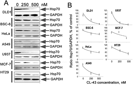 CL-43 effectively reduces Hsp70 expression in tumor cells of different origination.