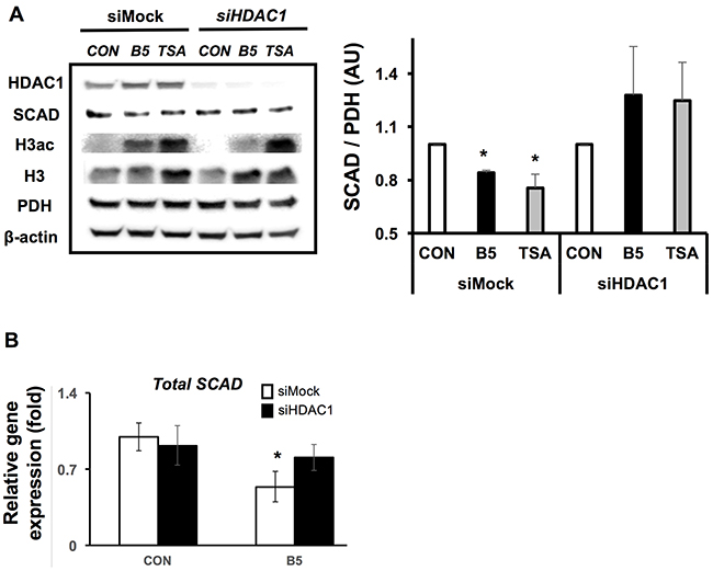 Butyrate inhibits HDAC 1 to reduce SCAD expression.
