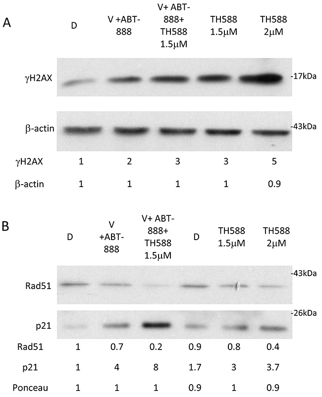 The effect of MTH1 activity on the level of &#x03B3;-H2AX, RAD51 and p21 in cells treated with both vorinsotat and ABT-888: Cells were treated with the specified drugs for 48 hours and processed for Western blot analysis as described in methods.